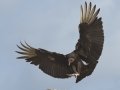 Black Vulture - Martin Refuge, Penitas