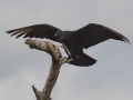 Black Vulture - Martin Refuge, Penitas