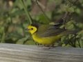 Hooded Warbler - South Padre Island