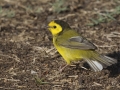 Hooded Warbler - South Padre Island