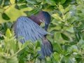 Green Heron - South Padre Island