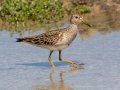 Pectoral Sandpiper - South Padre Island