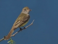 Brown-crested Flycatcher - South Padre Island