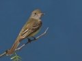 Brown-crested Flycatcher - South Padre Island
