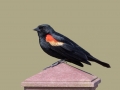 Red-winged Blackbird - South Padre Island