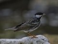 Blackpoll Warbler - South Padre Island
