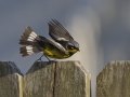 Magnolia Warbler - South Padre Island