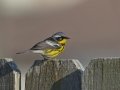 Magnolia Warbler - South Padre Island