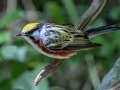 Chestnut-sided Warbler - South Padre Island