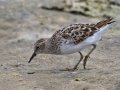 Least Sandpiper - Estero Llano Grande State Park, Weslaco