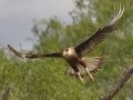 Crested Caracara - Martin Refuge, Penitas