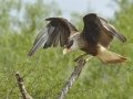 Crested Caracara - Martin Refuge, Penitas