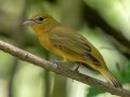 Summer Tanager - South Padre Island