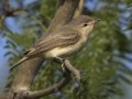 Warbling Vireo (Eastern) - South Padre Island