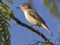 Warbling Vireo (Eastern) - South Padre Island