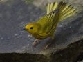 Yellow Warbler