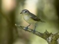 Philadelphia Vireo - South Padre Island