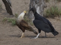 Crested Caracara and Black Vulture - Martin Refuge, Penitas
