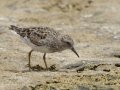 Least Sandpiper - Estero Llano Grande State Park, Weslaco
