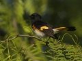 American Redstart - South Padre Island