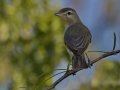 Philadelphia Vireo - South Padre Island