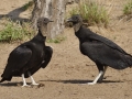 Black Vultures - Martin Refuge, Penitas