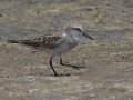 White-rumped Sandpiper - Estero Llano Grande State Park, Weslaco