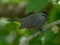 Gray Catbird - South Padre Island