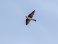Cave Swallow - South Padre Island