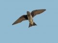 Purple Martin female - South Padre Island
