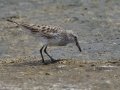 White-rumped Sandpiper - Estero Llano Grande State Park, Weslaco