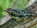 Yellow-bellied Sapsucker