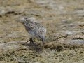 Semipalmated Sandpiper - Estero Llano Grande State Park, Weslaco