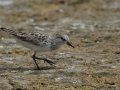 Semipalmated Sandpiper - Estero Llano Grande State Park, Weslaco