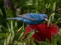 Indigo Bunting - South Padre Island