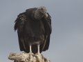 Black Vulture - Martin Refuge, Penitas