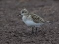 Baird's Sandpiper - Superior Turf Farm, San Benito