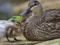 Mottled Ducks - South Padre Island