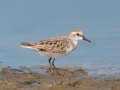 Semipalmated Sandpiper - Estero Llano Grande State Park, Weslaco