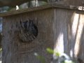 Eastern Screech-Owl - Estero Llano Grande State Park, Weslaco
