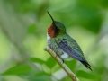 Ruby-throated Hummingbird -  South Padre Island