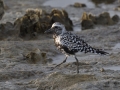 Black-bellied Plover - South Padre Island