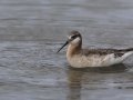 Wilson's Phalarope