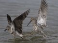 Stilt Sandpipers - Estero Llano Grande State Park, Weslaco