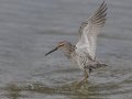 Stilt Sandpiper - Estero Llano Grande State Park, Weslaco