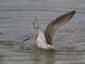 Stilt Sandpiper - Estero Llano Grande State Park, Weslaco