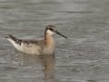 Wilson's Phalarope