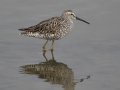Stilt Sandpiper - Estero Llano Grande State Park, Weslaco