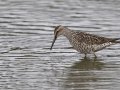 Stilt Sandpiper - Estero Llano Grande State Park, Weslaco