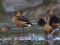 Fulvous Whistling-Ducks - Estero Llano Grande State Park, Weslaco